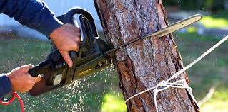 Best Tree Cabling and Bracing  in El Campo, TX
