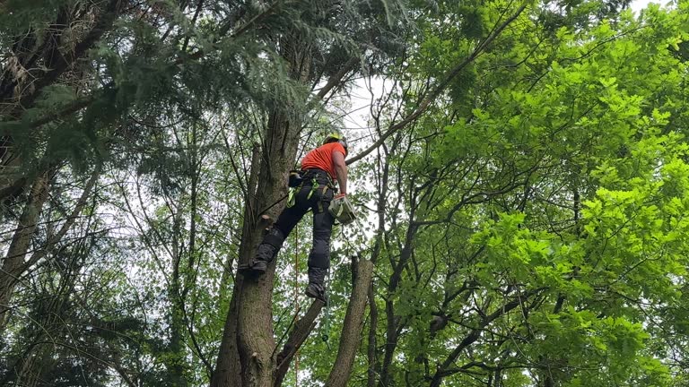 Best Tree Preservation Services  in El Campo, TX