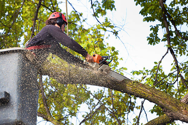 How Our Tree Care Process Works  in  El Campo, TX